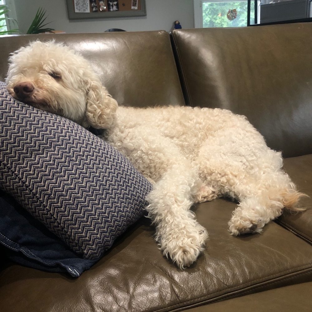 Meet your Posher, Leia